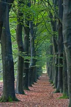 Path in Beech forest in spring, vertical Stock Photos