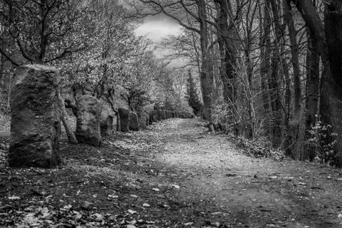 Path with beech trees in autumn Stock Photos