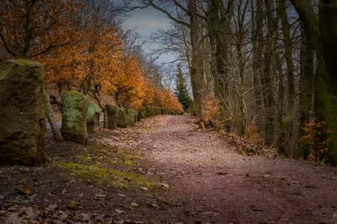 Path with beech trees in autumn Stock Photos