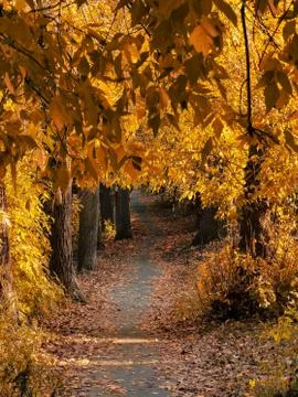 Path below autumn trees Stock Photos