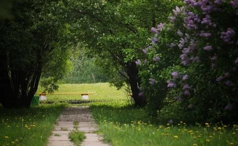 The path to the bench in the park 写真素材