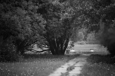 The path to the bench in the park 写真素材