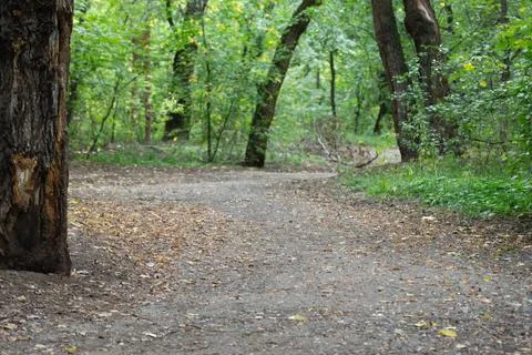 Path with a bend among the trees, grove Stock Photos