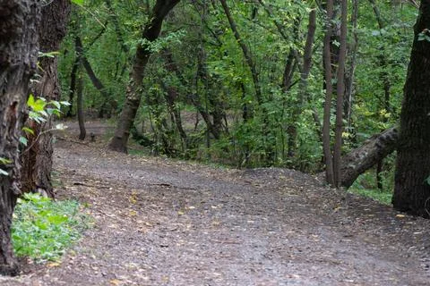 Path with a bend among the trees Stock Photos