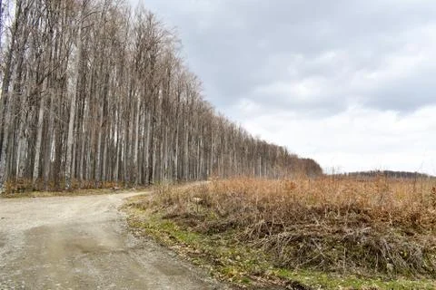 Path beside beautiful deciduous forest during autumn Stock Photos
