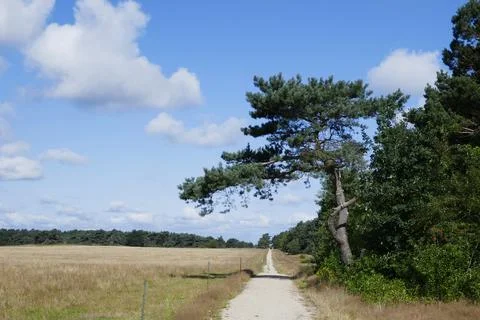 Path beside a grass meadow in a hot summer Stock Photos
