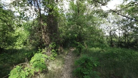 The path between the acacias Vídeo Stock 90473468