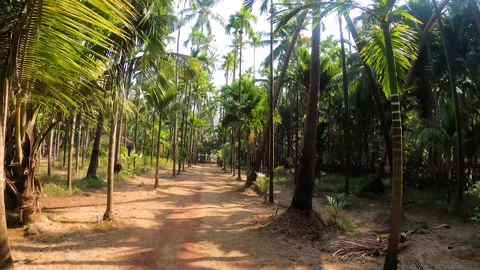 Path between beautiful and tall coconut trees Video stock 156592854