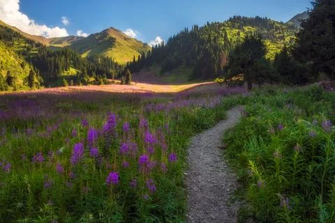 Path between Beautiful flowers Ivan Chai or Kiprey or blooming Sally fireweed Foto stock