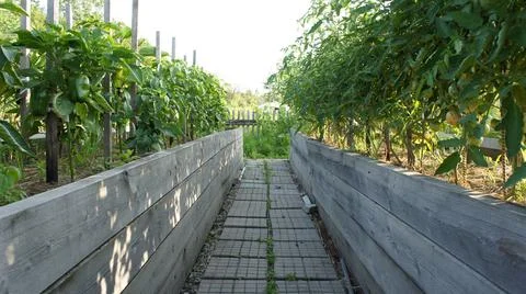The path between the beds, paving stones in the garden Stock Photos