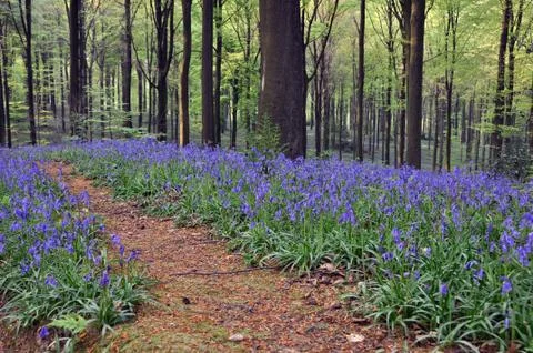 Path between bluebells 스톡 사진