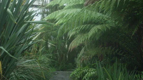 Path between bushes and trees - rainforest-feeling Video stock 231113334