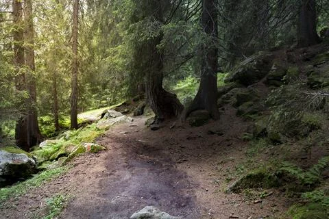 Path between centuries-old fir trees in Trentino Stock Photos