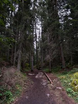 The path between the centuries-old pine trees on the edge of the forest. Stock Photos