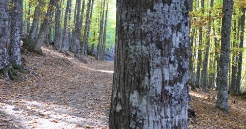 Path between chestnut trees forest in autumn Stock Footage 82366893