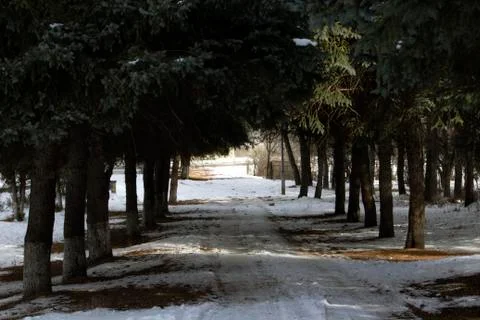 Path between Christmas trees Fotos Stock