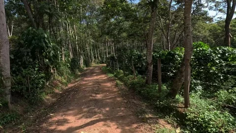 Path between coffee plantations Vidéo 283011516
