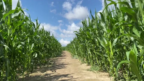 Path between corn fields, blue sky with clouds Stock Footage 136524609