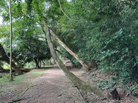 Path Between Curved Trees Stock Photos