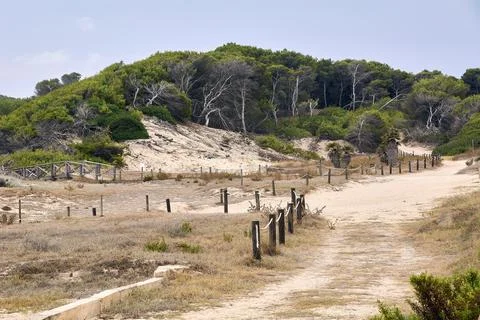 Path between dunes and vegetation in a sunny day Stock Photos