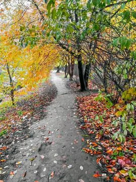 Path between fall trees. Autumn leaffall Stock Photos