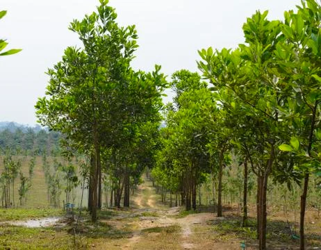 The path between farmland Stock Photos
