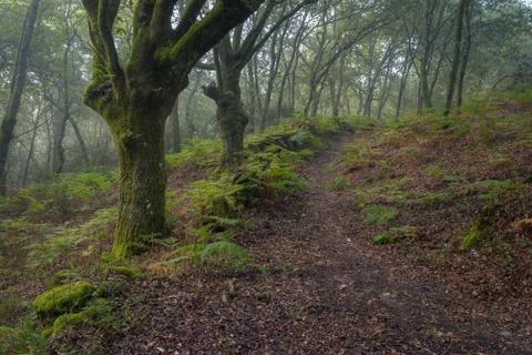 Path between ferns in an oak forest Stock Photos