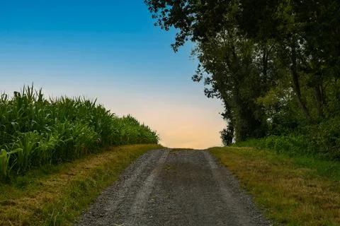 A path between fields and trees Stock Photos