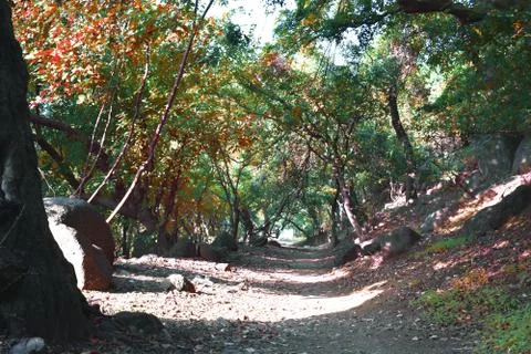 A path between a forest with beautiful tress with different colour of leaves Stock Photos