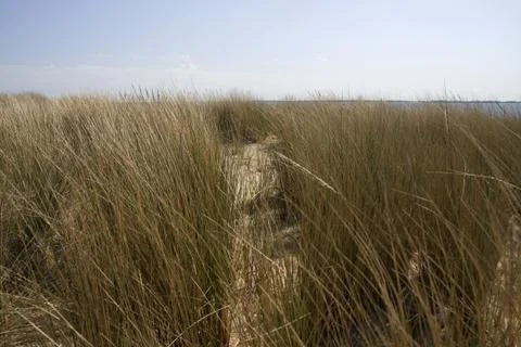 Path between the grass Stock Photos