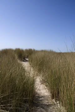 Path between the grass Stock Photos