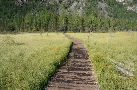 Path between grassy area Stock Photos