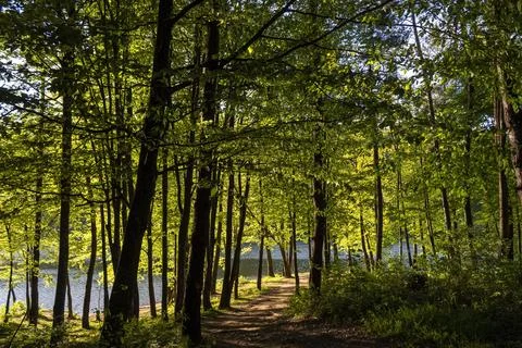 A path between green trees leading to the lake Stock Photos