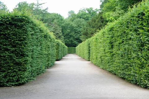 Path between hedges Foto stock