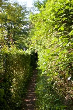Path between hedges Foto stock