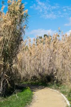 Path between high reeds Stock Photos