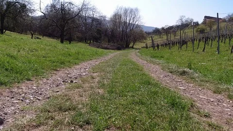 Path between meadow and vineyard landscape Stock Footage 128942022