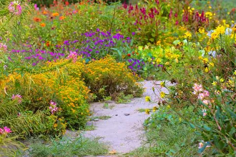 A path between multicolored blooming flowers in a botanical garden at autumn day Stock Photos