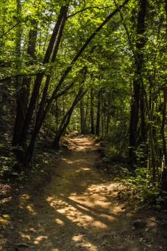 Path between nature Stock Photos
