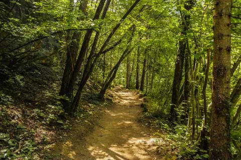 Path between nature Stock Photos