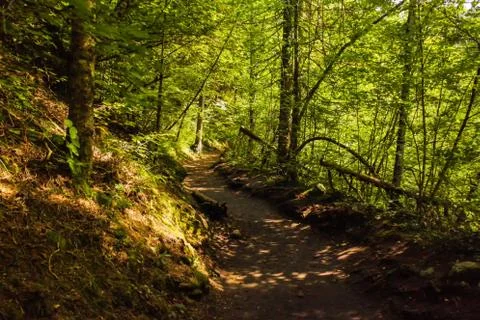 Path between nature Stock Photos