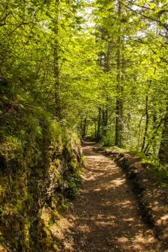 Path between nature Stock Photos