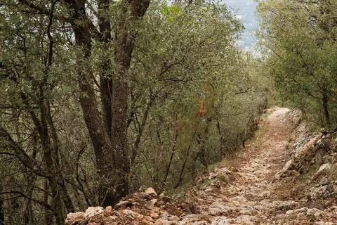 Path between oaks in the Fuente Roja natural park in Alcoy Stock Photos
