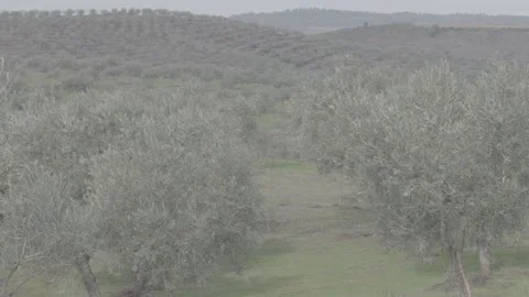 Path between the olive trees Stockbeeldmateriaal 154662580