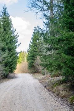 Path between pine and spruce. Green forest and winding road. Stock Photos