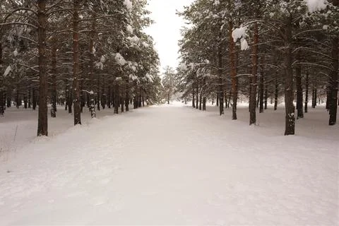 Path between pine trees covered with snow in winter. Erzurum, in Turkey Stock Photos