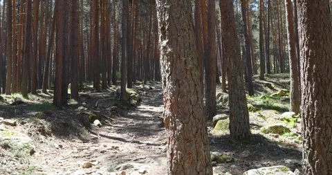 Path between pine trees forest Stock Footage 93451984