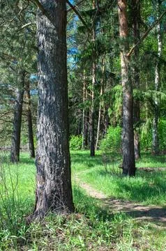 Path between pine trees in forest Stock Photos