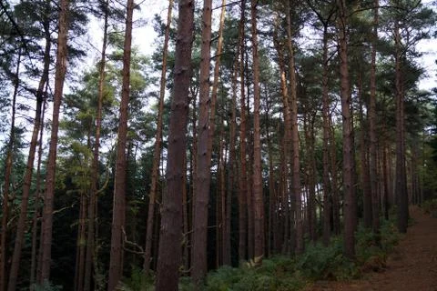 A path between pine trees 写真素材