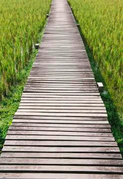 The path between rice field Stock Photos